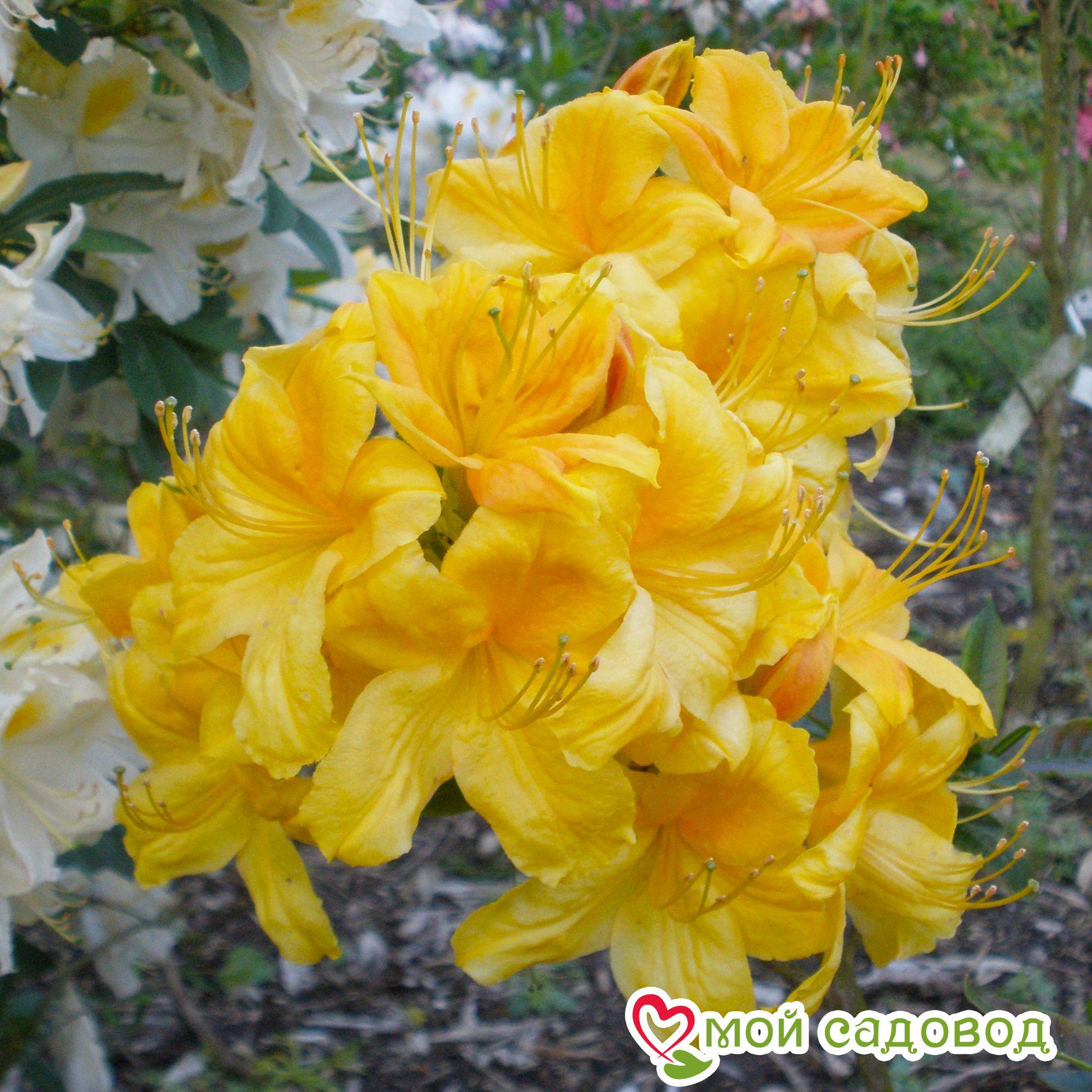 Азалия/Рододендрон Клондайк