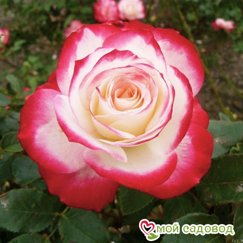 Роза Росинка