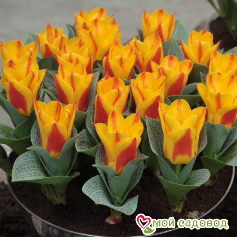 Тюльпан Грейга Бон Бини