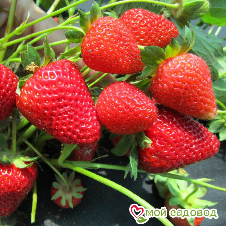 Клубника Капри